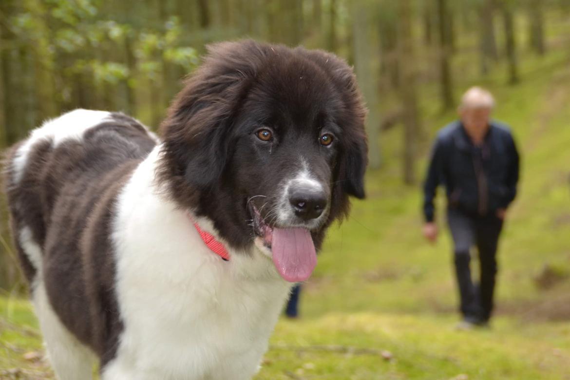 Landseer Borgmosegaards Memory Valkyrien (Jackie)  billede 17