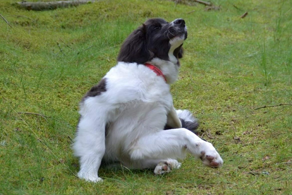 Landseer Borgmosegaards Memory Valkyrien (Jackie)  billede 10