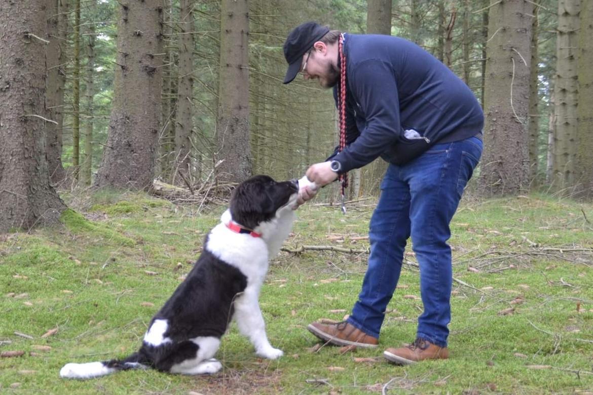 Landseer Borgmosegaards Memory Valkyrien (Jackie)  billede 14