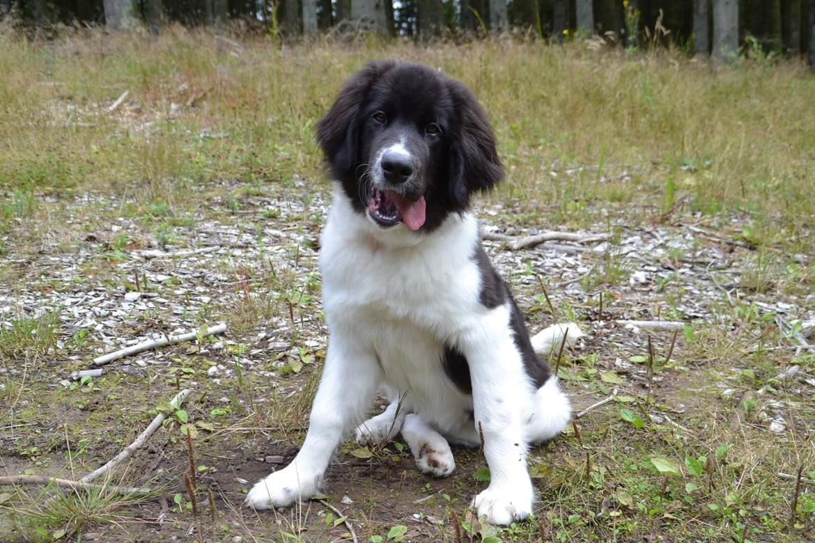 Landseer Borgmosegaards Memory Valkyrien (Jackie)  billede 7