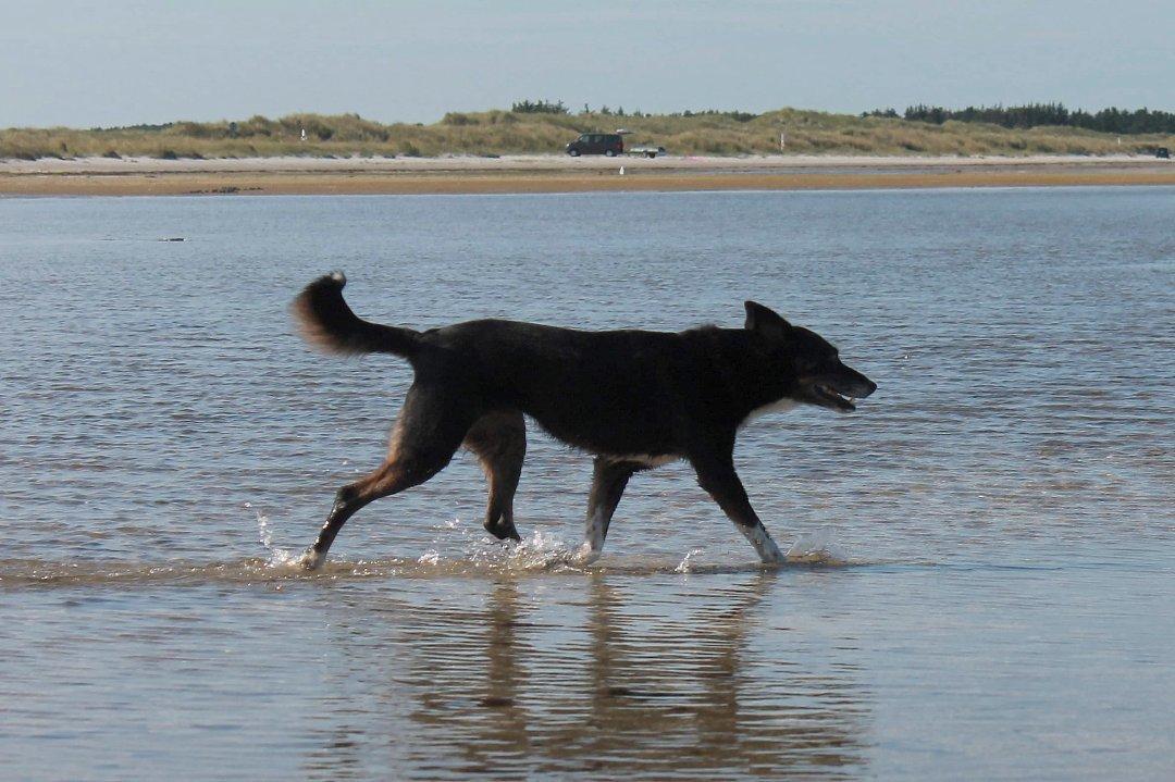 Blanding af racer Nessie - Et af de sidste billeder der blev taget af hende.  billede 2
