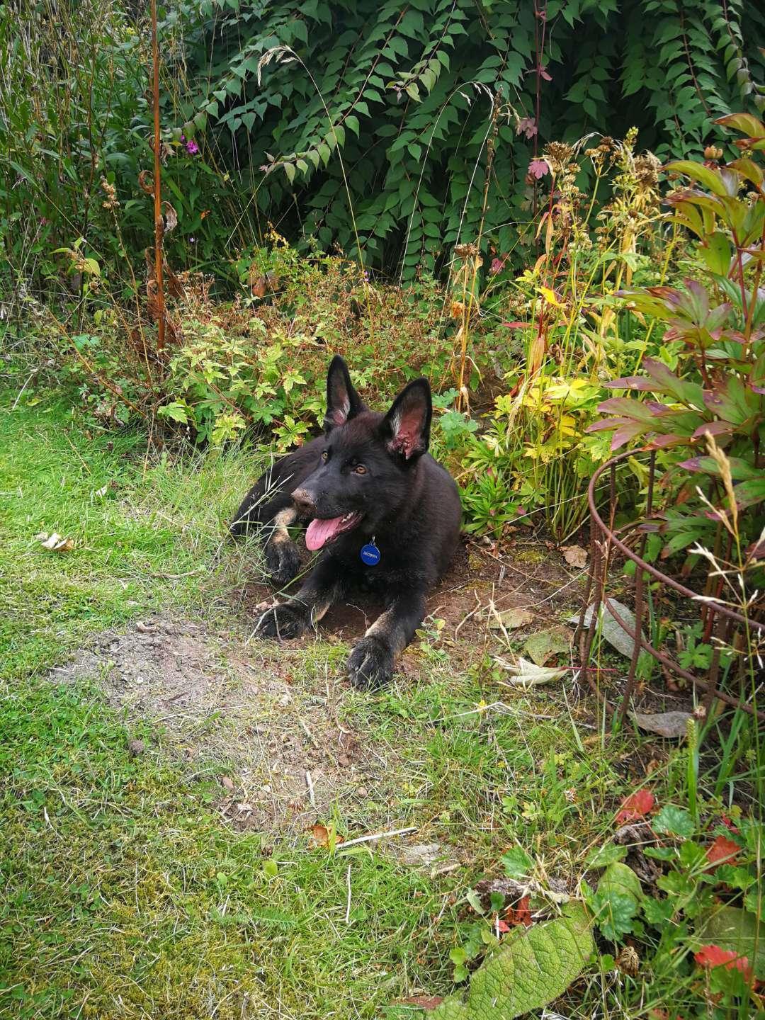Schæferhund Bombay billede 18