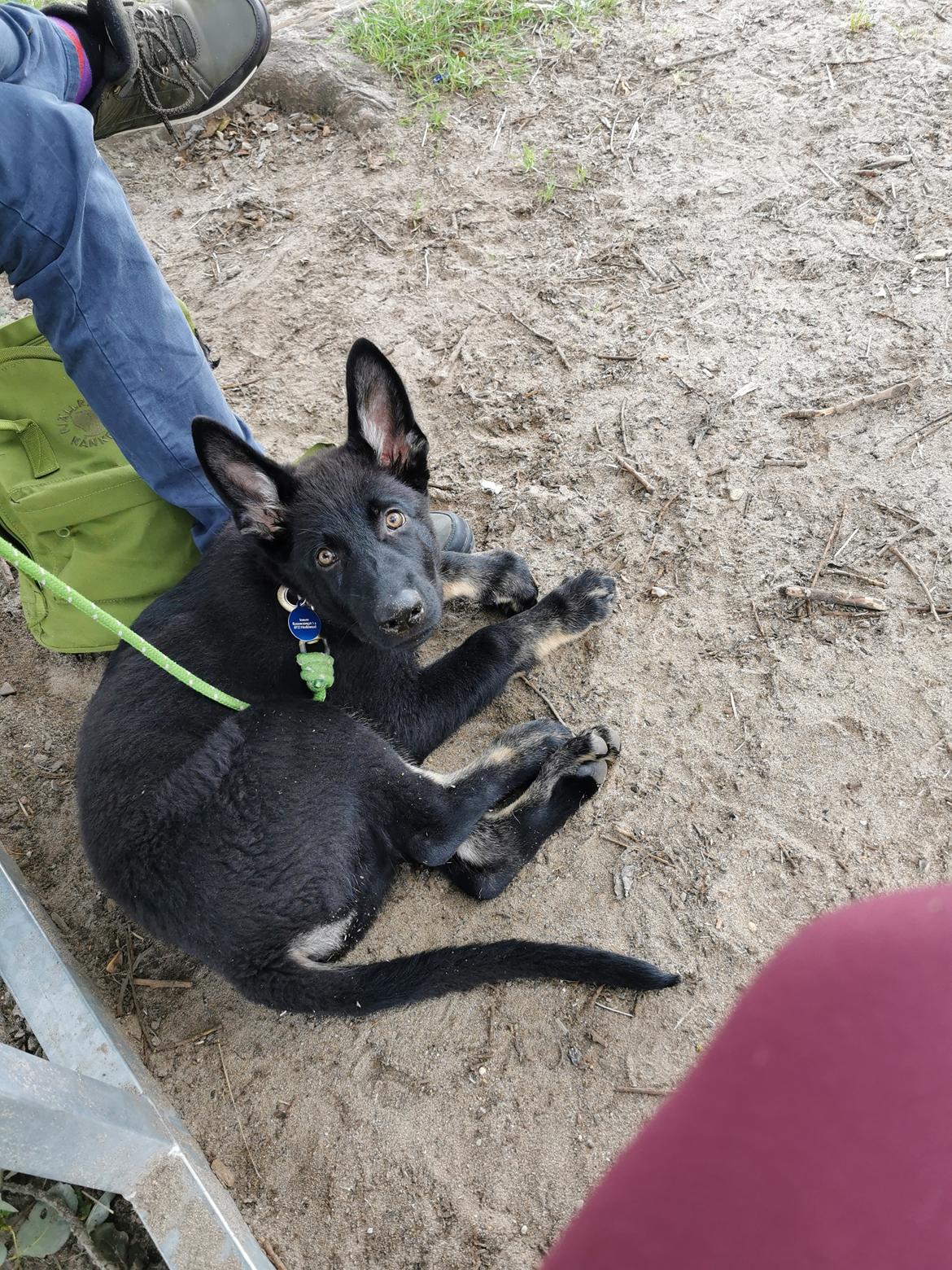 Schæferhund Bombay billede 20