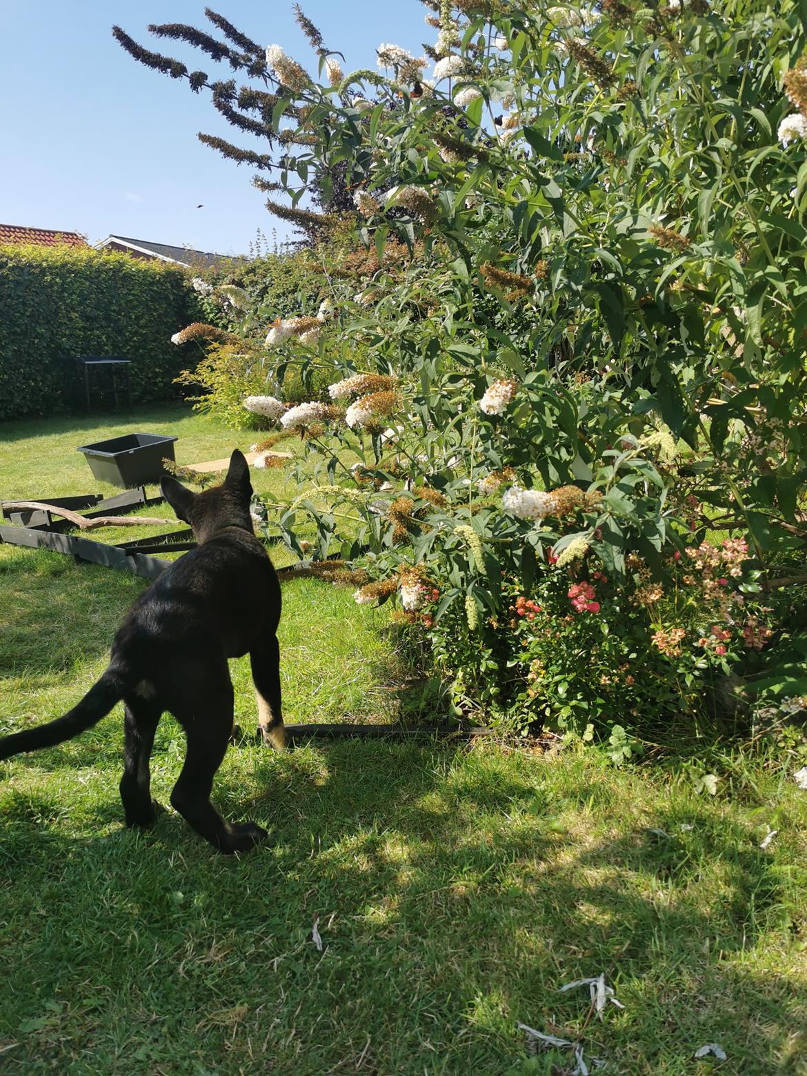 Schæferhund Bombay billede 22