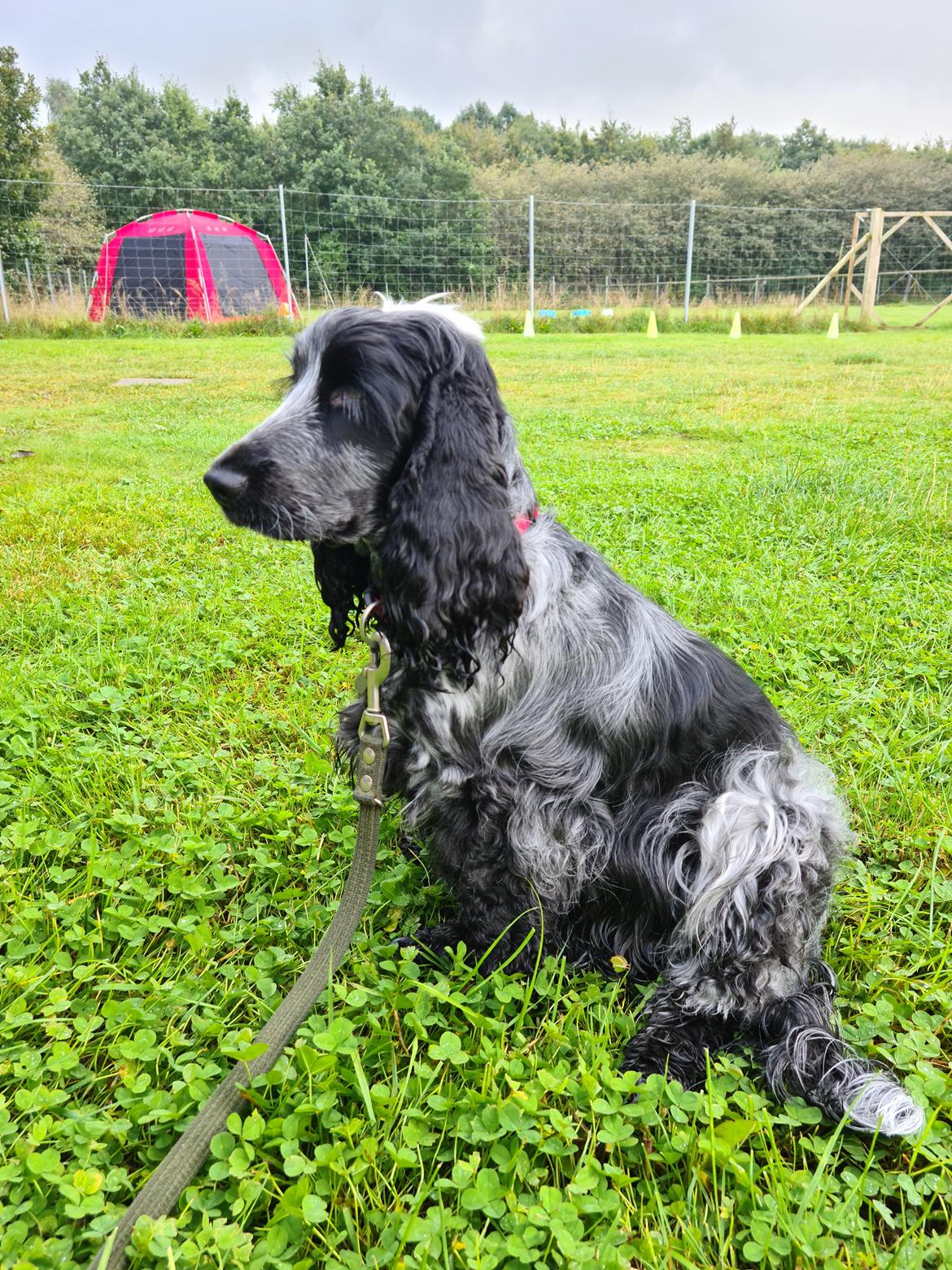 Cocker spaniel Cookie - Cookie 22 mdr og til færdighedsprøve  billede 8