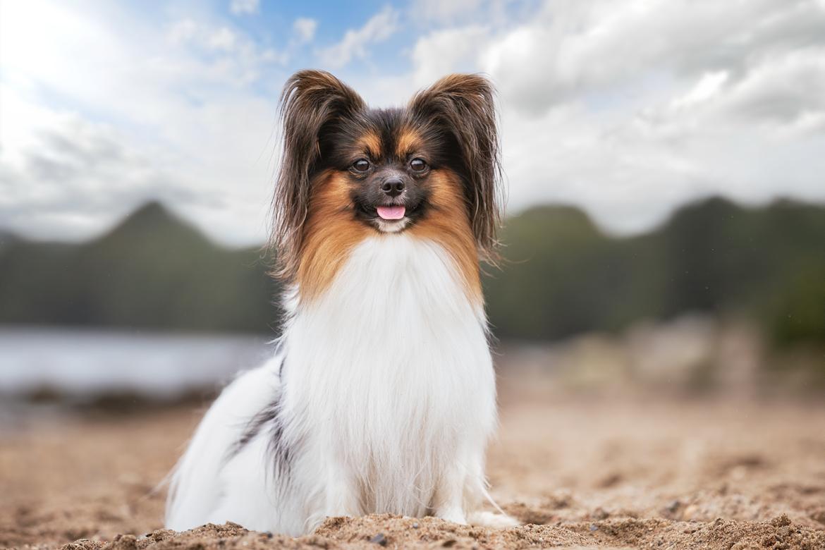 Papillon Hemias joy Caesar the Almigthy "Charlie" billede 1