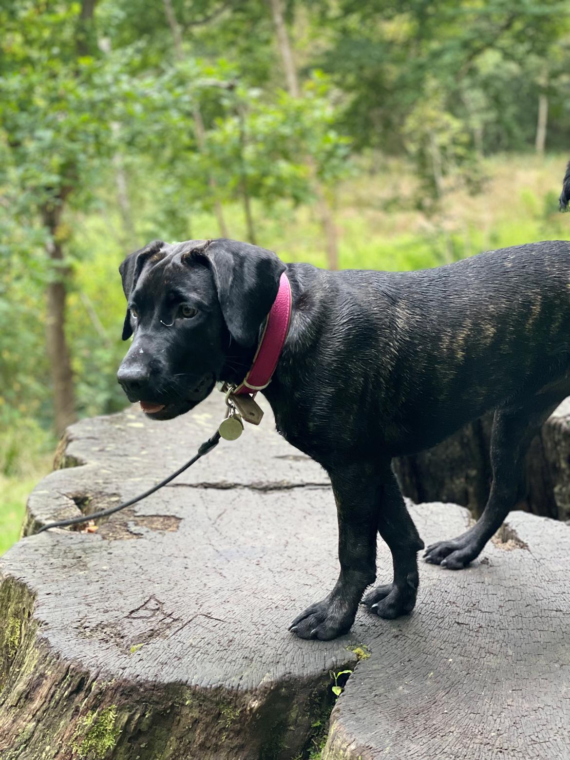 Dogo canario Saga billede 7