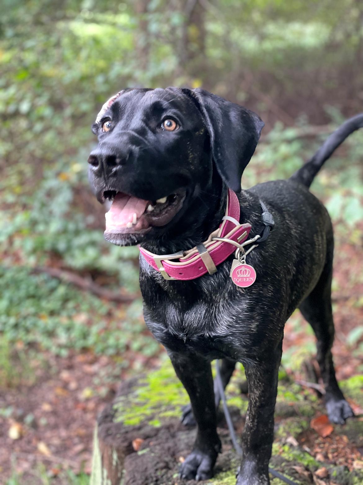 Dogo canario Saga billede 11