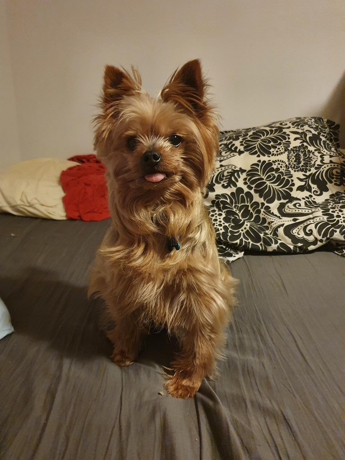 Yorkshire terrier Hovsa billede 8