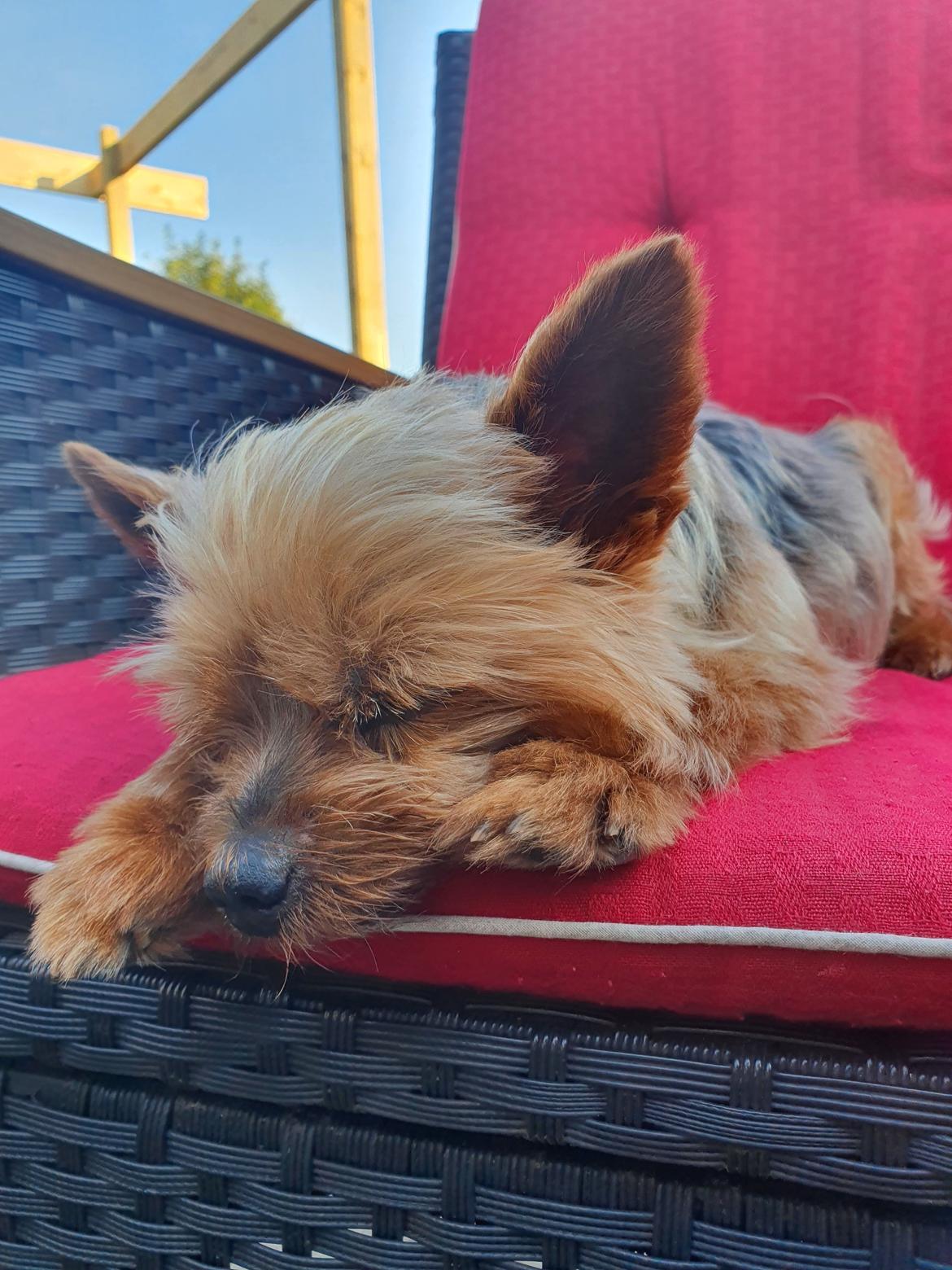 Yorkshire terrier Hovsa billede 18