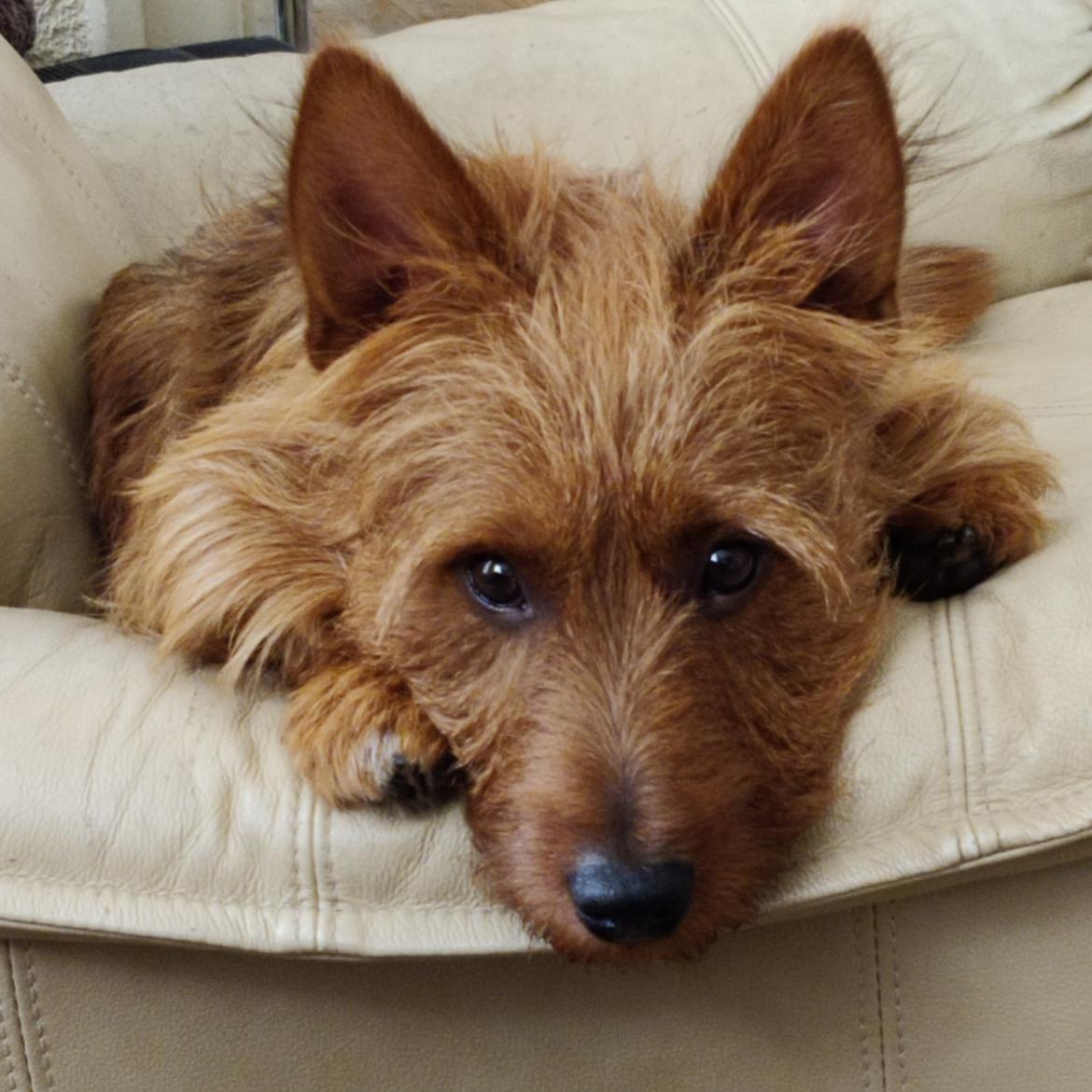 Australsk terrier Eddie  billede 12