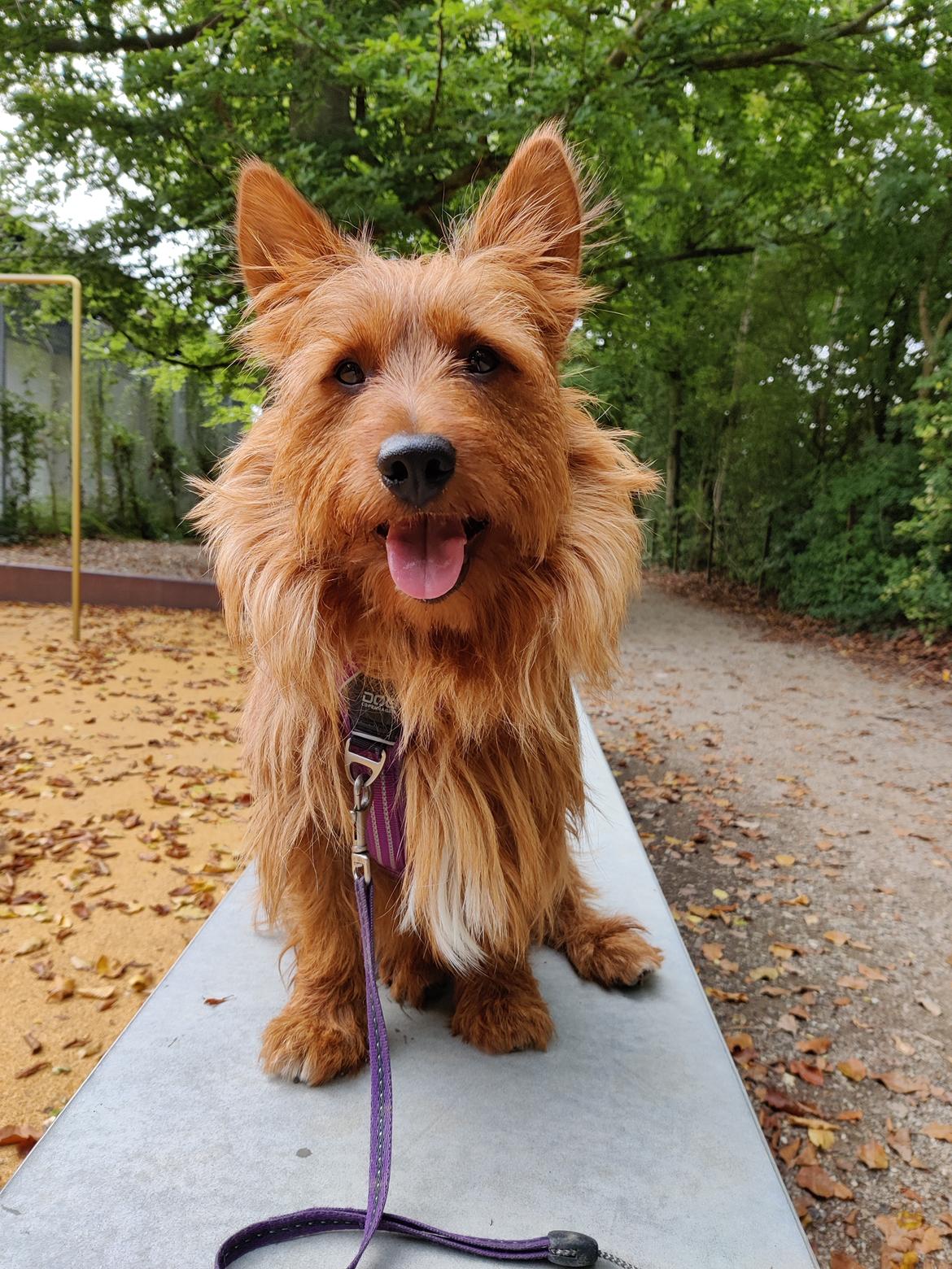 Australsk terrier Eddie  billede 13