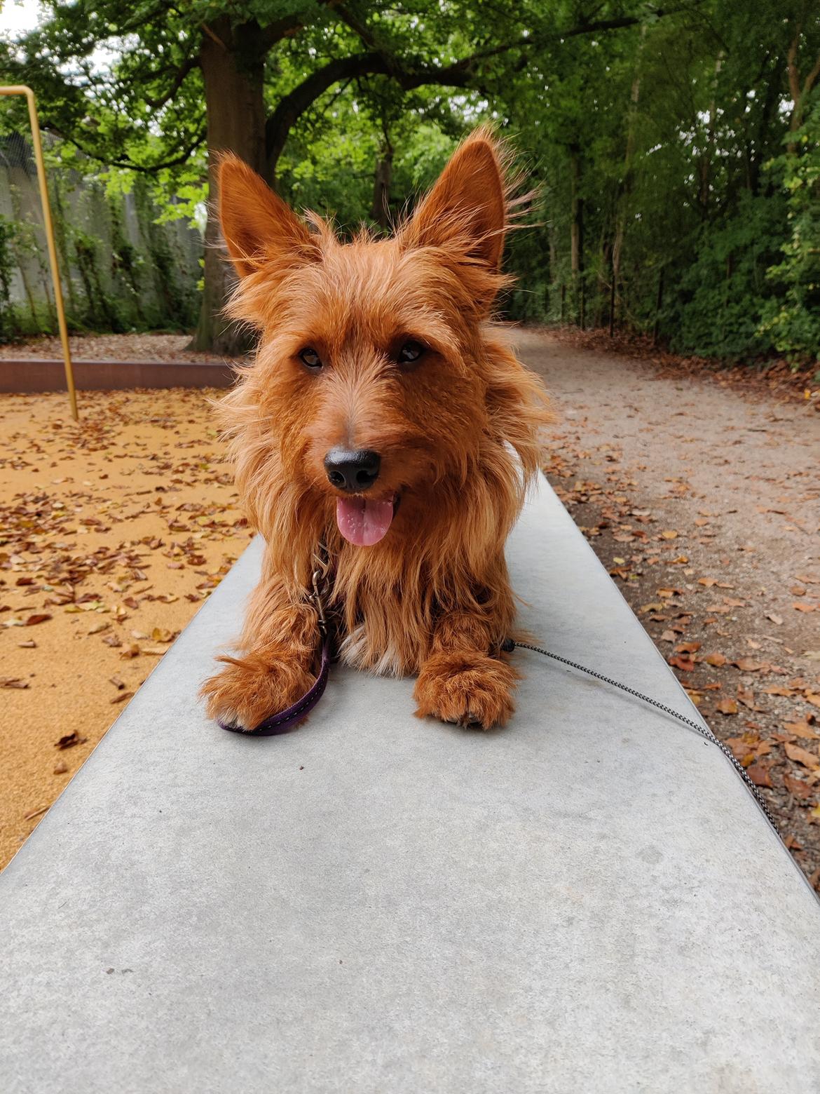 Australsk terrier Eddie  billede 17