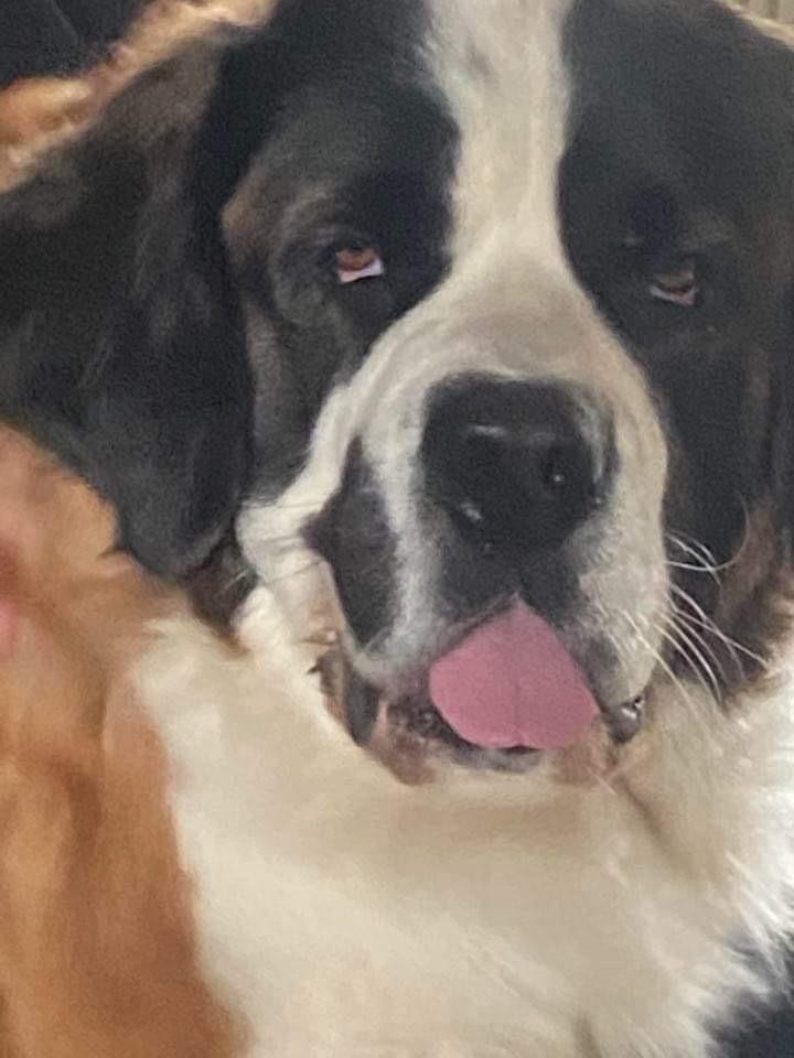 Sankt bernhardshund Lykke billede 4