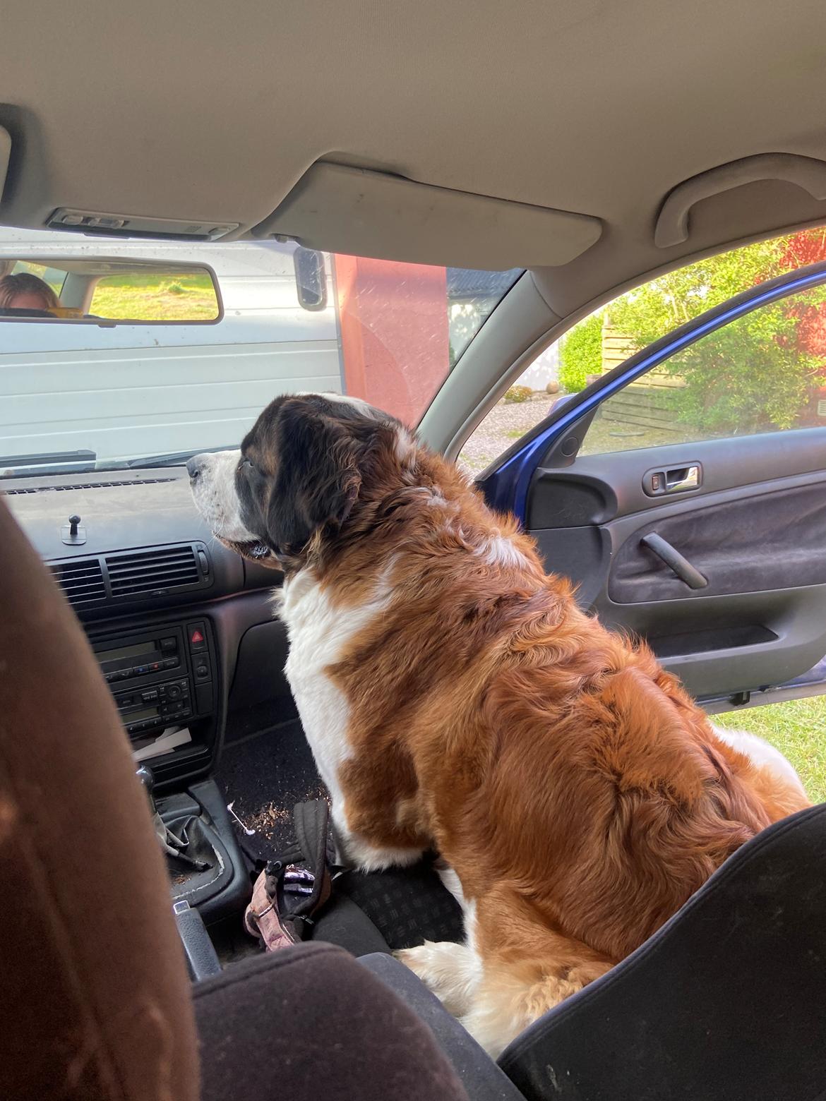 Sankt bernhardshund Lykke billede 3