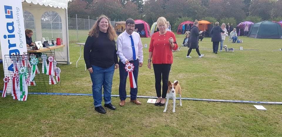 Rat Terrier Solgaards Buddy billede 8