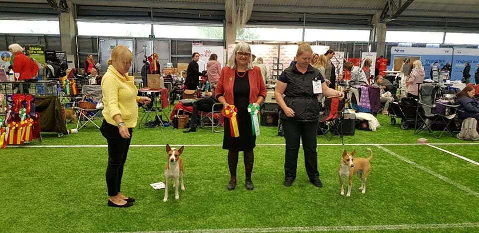 Rat Terrier Solgaards Buddy - Buddy København vinder 2021 billede 5