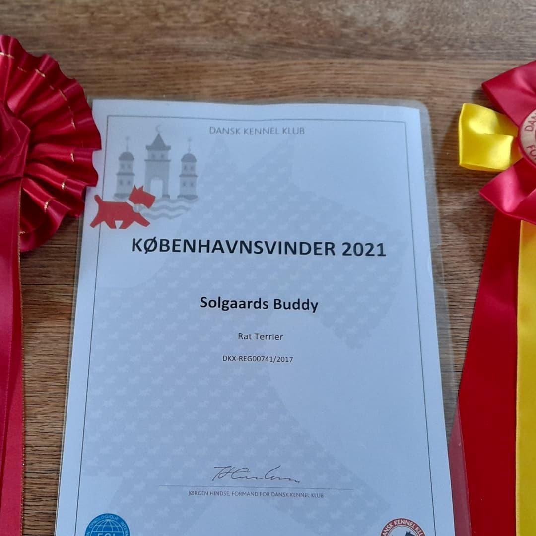 Rat Terrier Solgaards Buddy billede 6