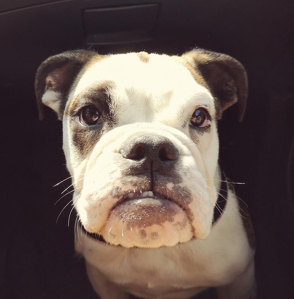 Engelsk bulldog Molosshuset Miss S. Ingle billede 2