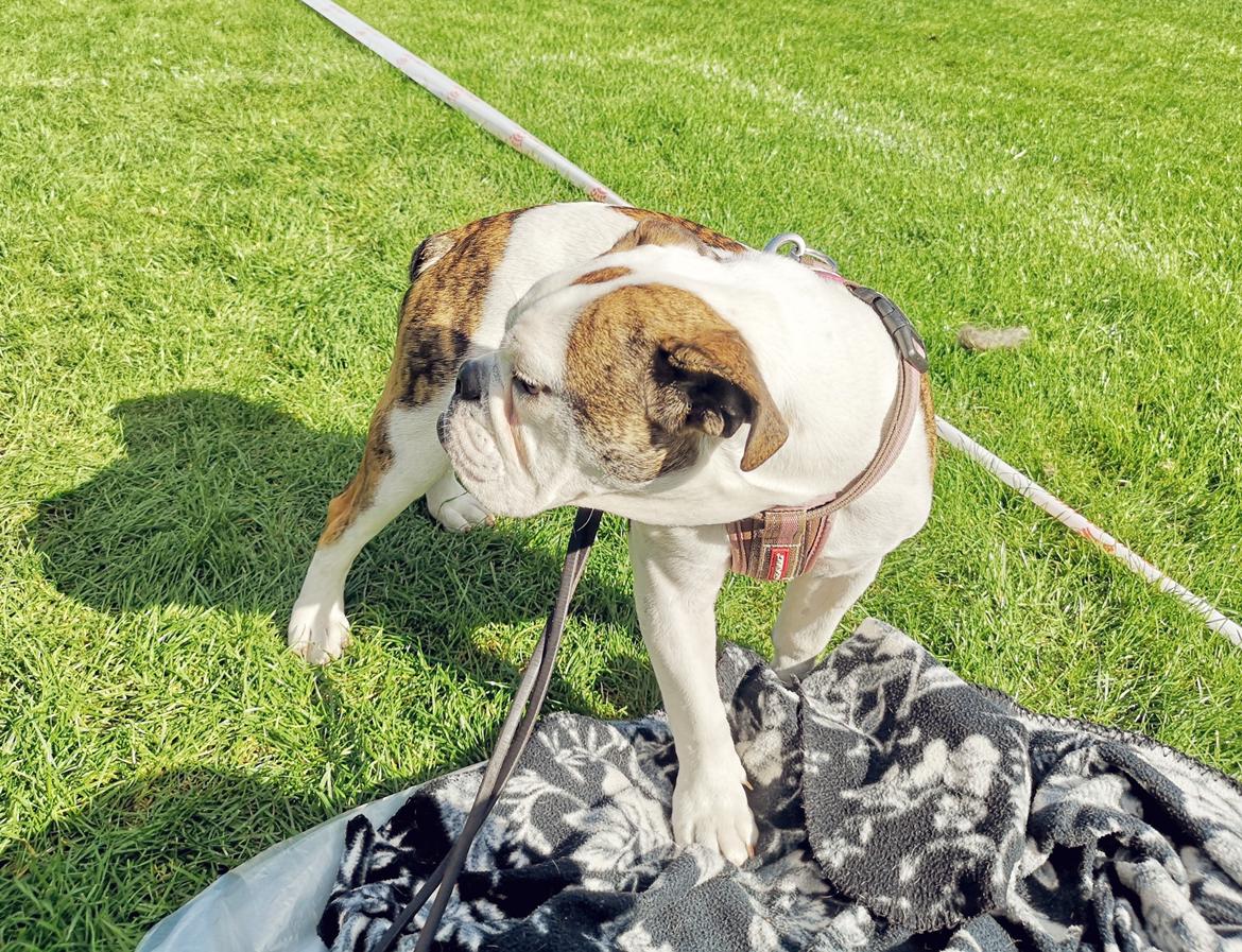 Engelsk bulldog Molosshuset Miss S. Ingle billede 5