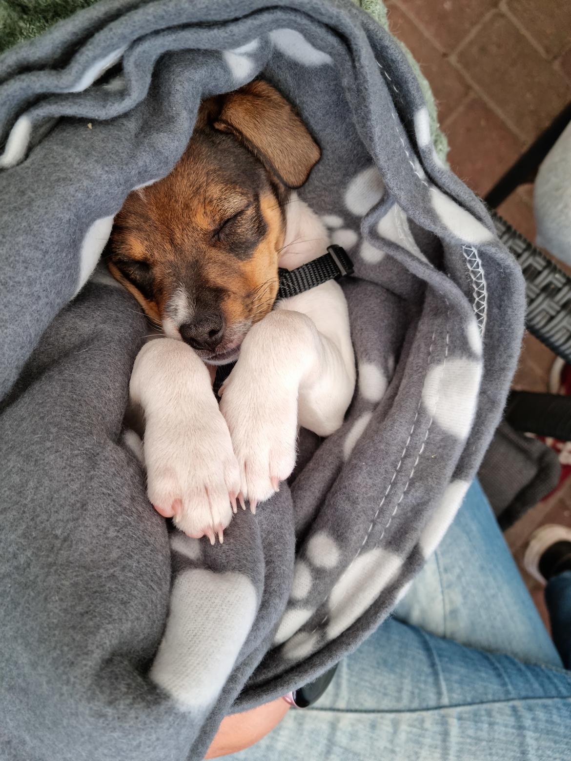 Dansk svensk gaardhund Zkrubbe's Satureja - 2/7 2021 - Det er HÅRDT at være taget fra sin mor og søskende! <3 billede 3