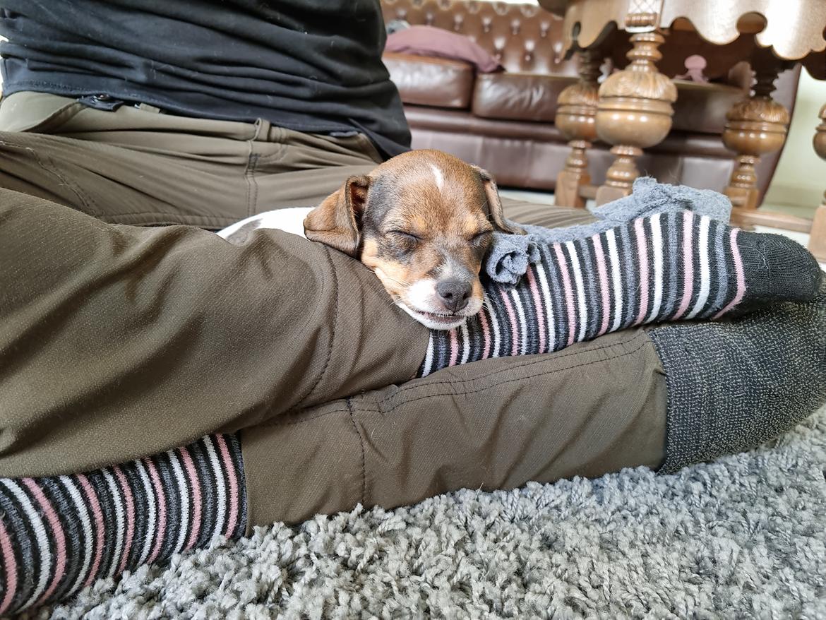 Dansk svensk gaardhund Zkrubbe's Satureja - 8/7 2021 - Tildemusen er blevet træt <3 billede 8