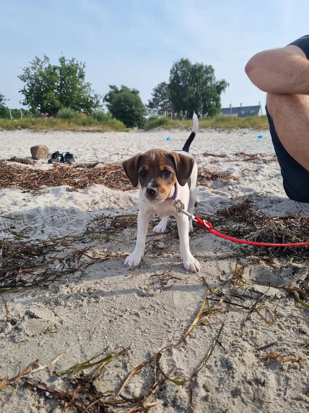 Dansk svensk gaardhund Zkrubbe's Satureja - 14/7 2021 - Tilde er med på ferie, og syntes stranden er super sjov, men bølgerne skal IKKE komme for tæt på!  billede 11