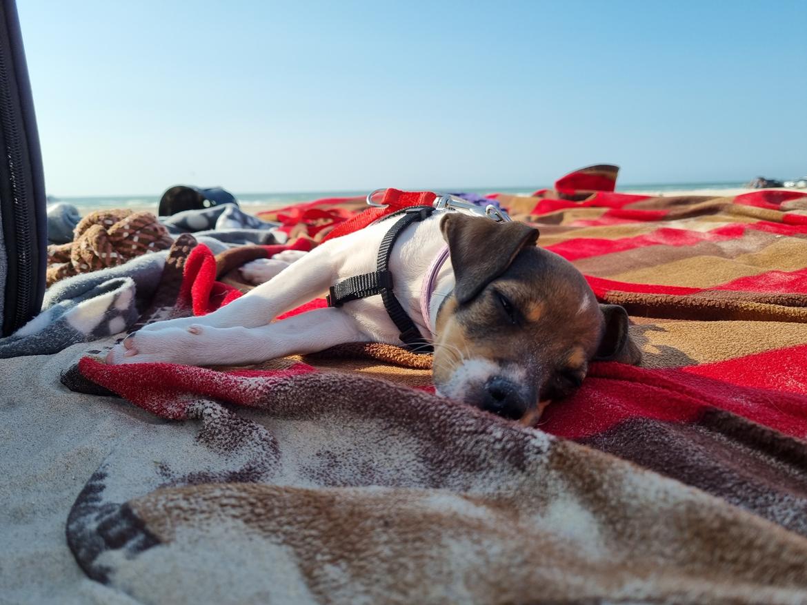 Dansk svensk gaardhund Zkrubbe's Satureja - 21/7 2021 - Tilde med på Blokhus Strand billede 12