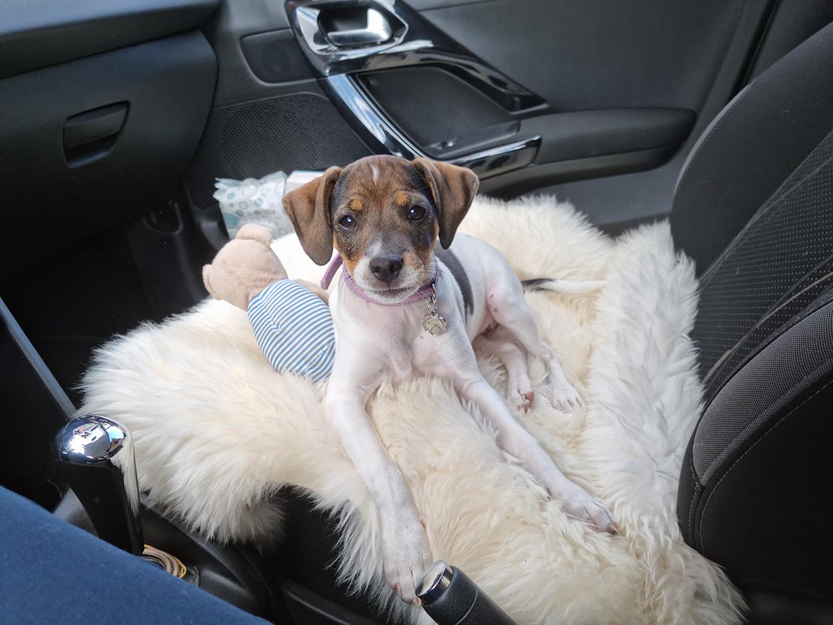 Dansk svensk gaardhund Zkrubbe's Satureja - 3/8 2021 - Smukke Tilde billede 14