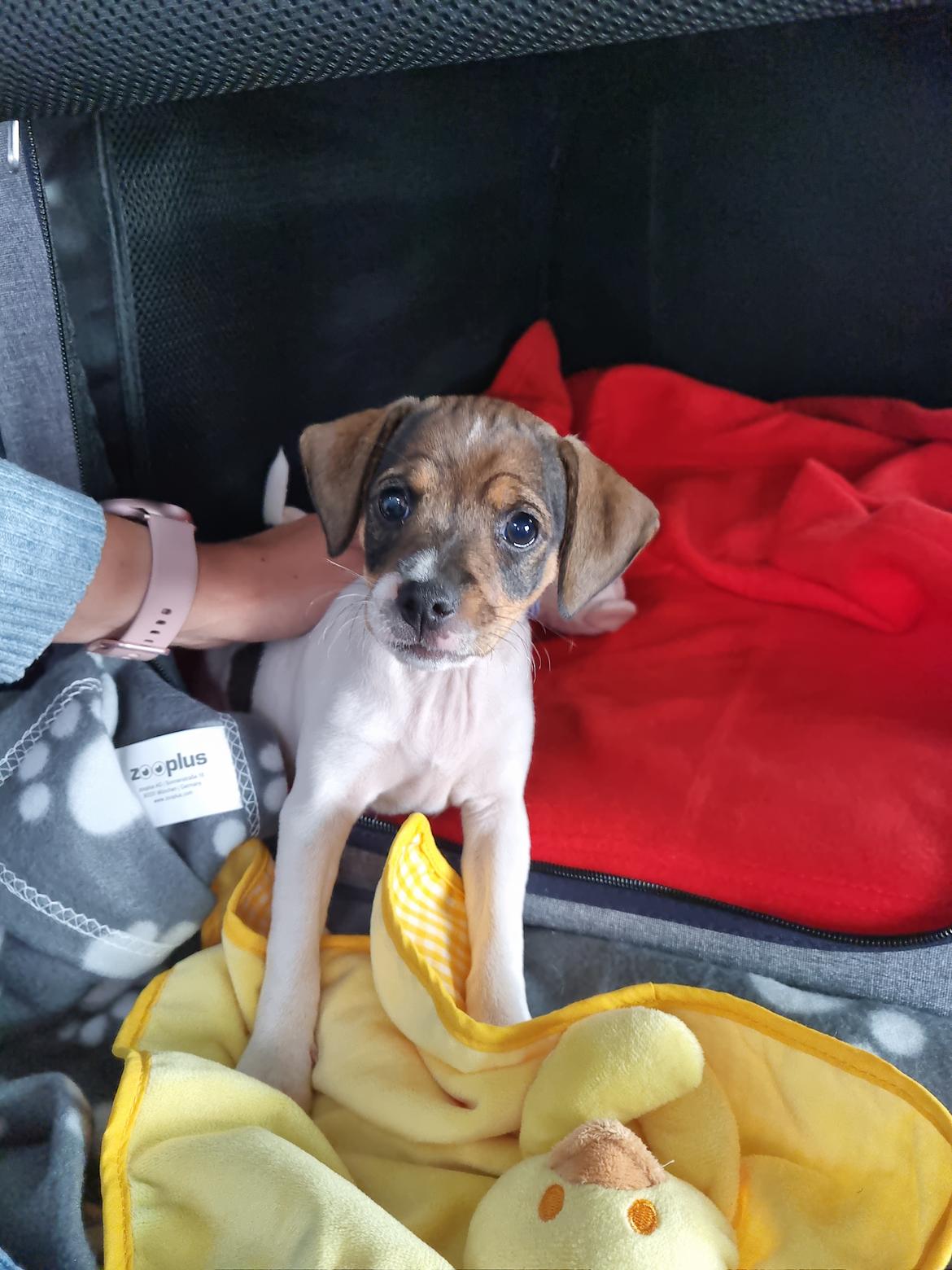 Dansk svensk gaardhund Zkrubbe's Satureja - 2/7 2021 - På vej hjem i bilen billede 2