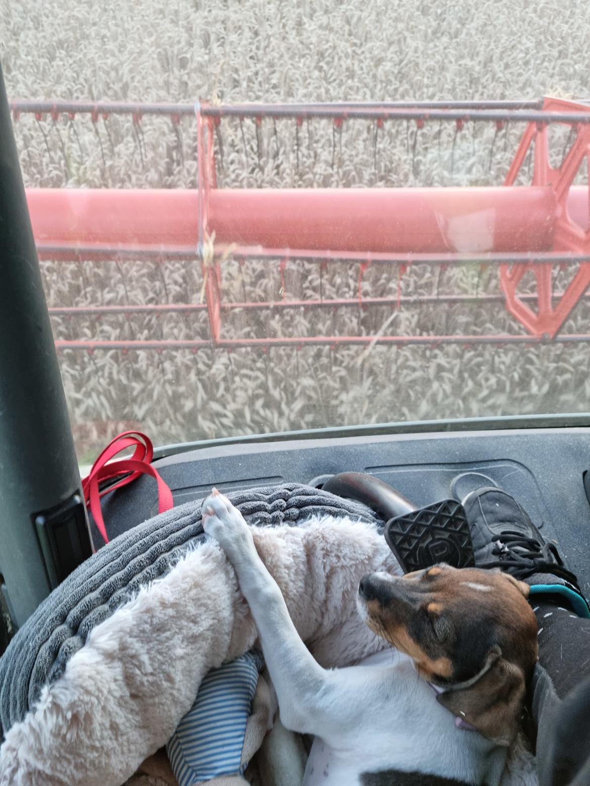 Dansk svensk gaardhund Zkrubbe's Satureja - 6/8 2021 - Tilde elsker at være med i mejetærskeren  billede 15