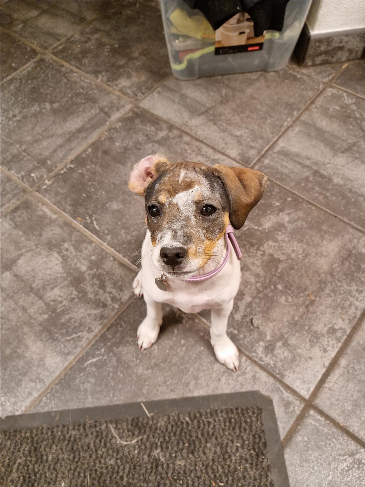 Dansk svensk gaardhund Zkrubbe's Satureja - 6/8 2021 - Tilde havde fået fat i posen med kartoffelmel... billede 16