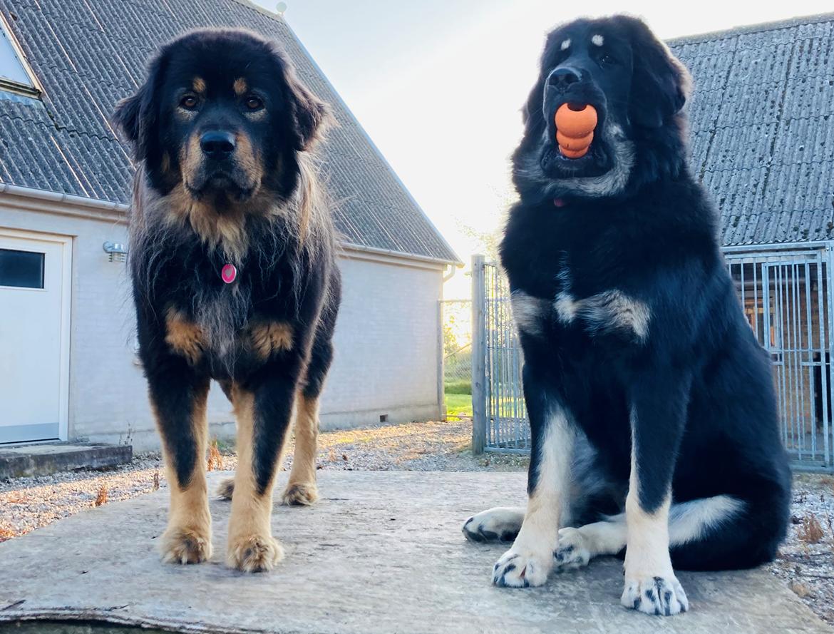 Tibetansk mastiff Diva billede 12