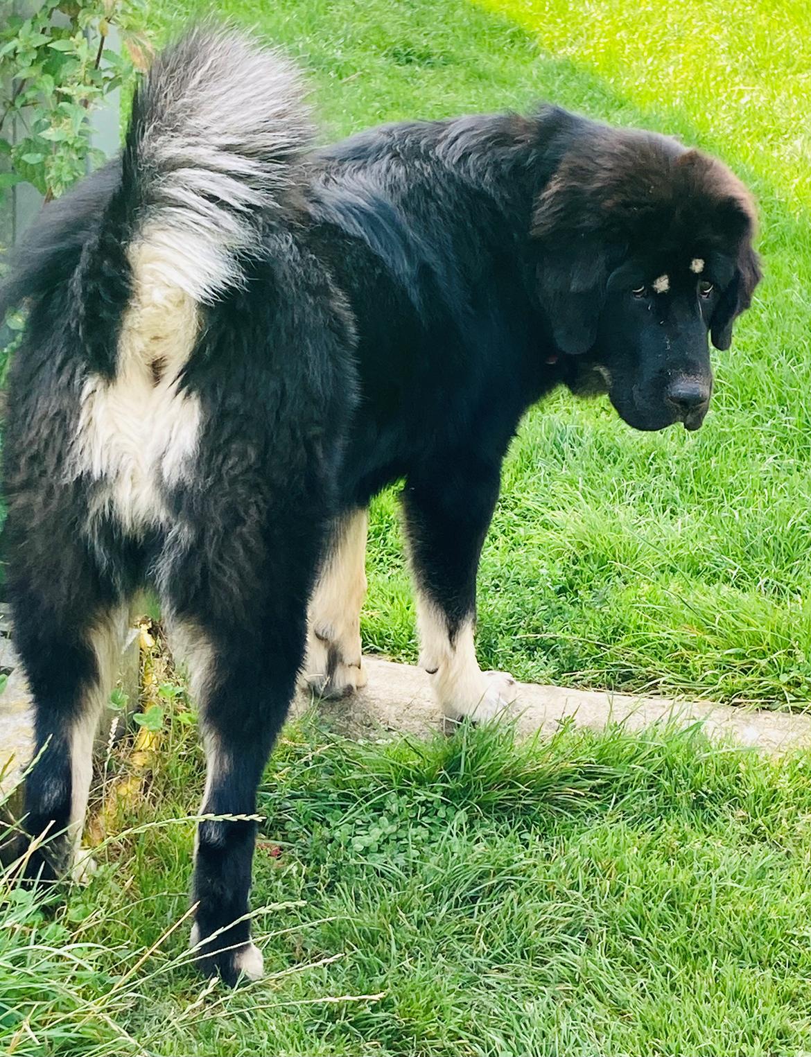 Tibetansk mastiff Diva billede 11