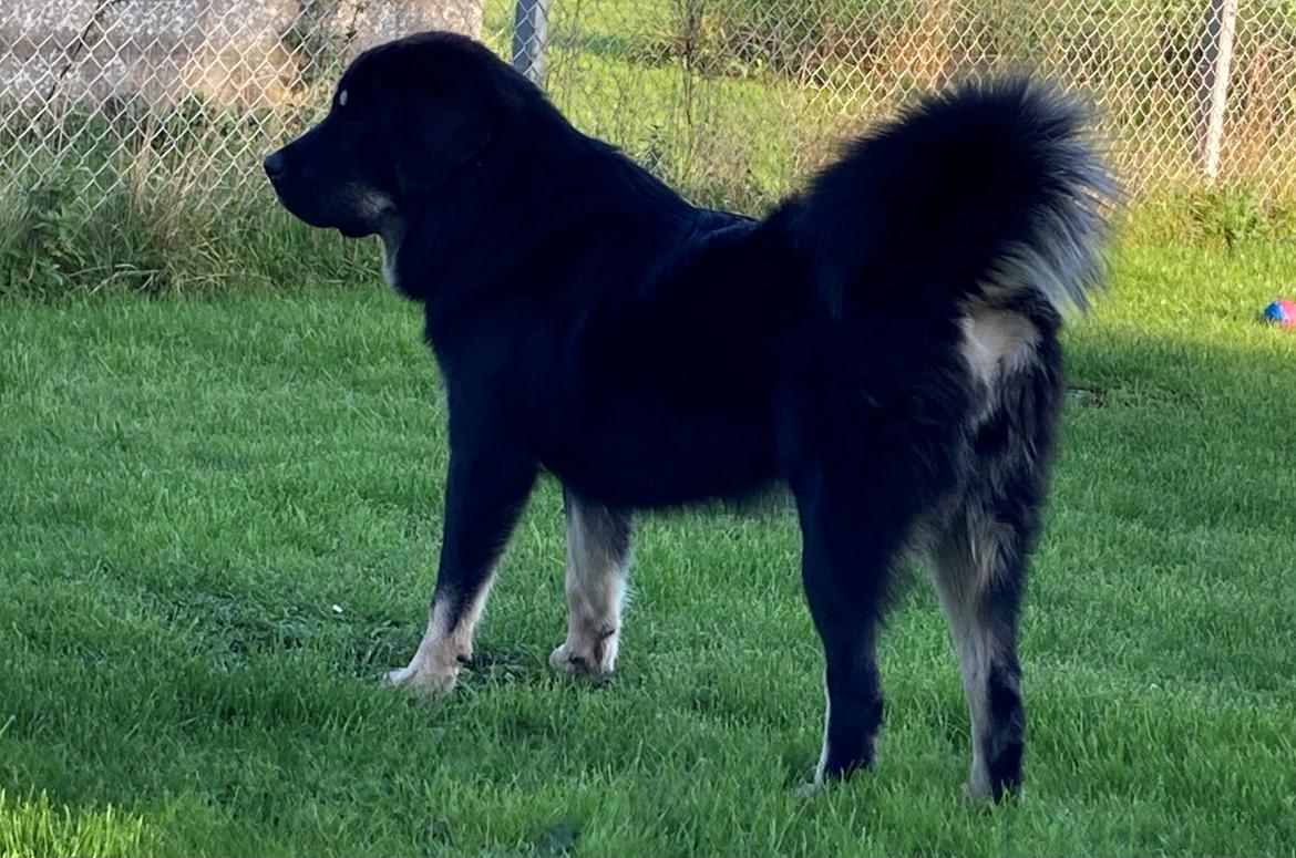 Tibetansk mastiff Diva billede 14