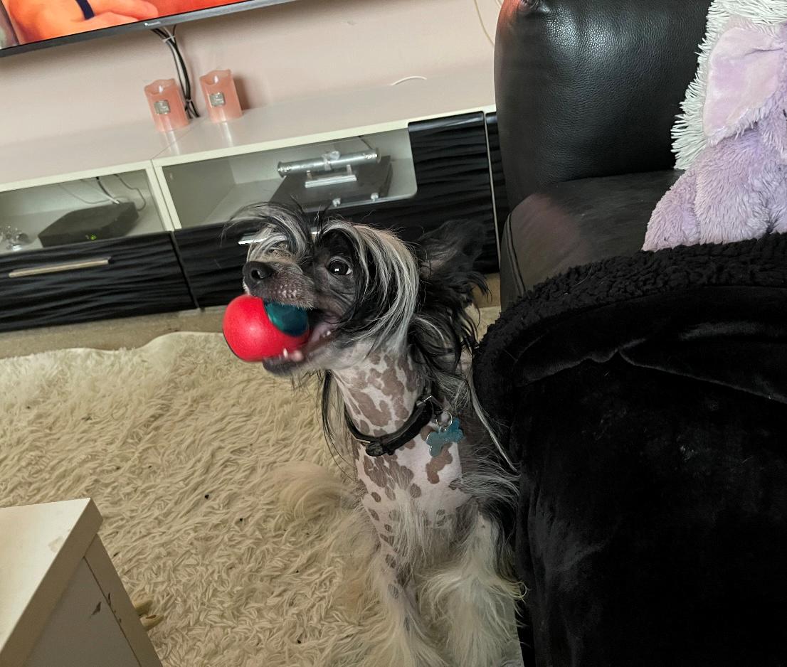 Chinese crested hårløs Sully billede 26