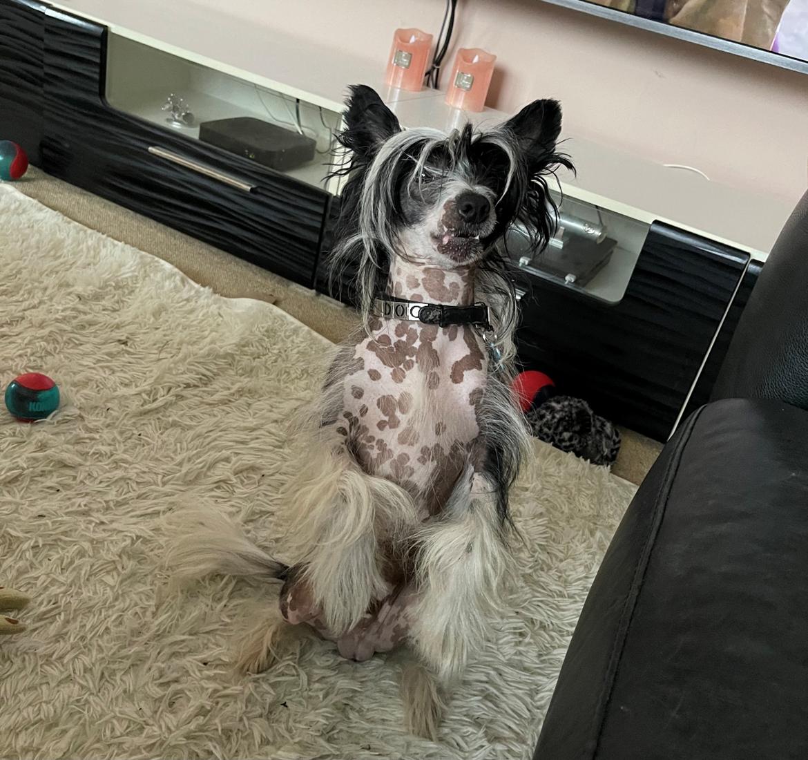 Chinese crested hårløs Sully billede 50
