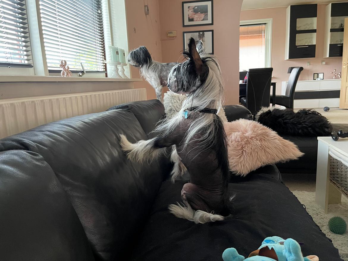 Chinese crested hårløs Sully billede 27