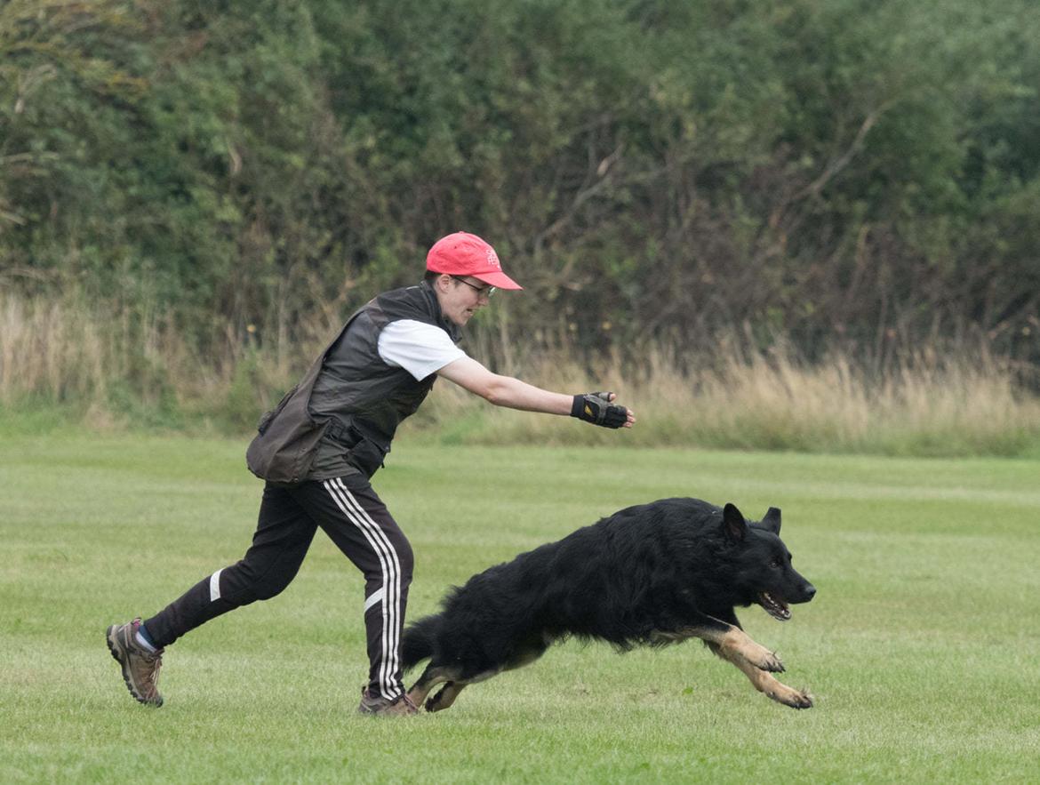 Schæferhund Paul von der Boyneburgker Strasse billede 7