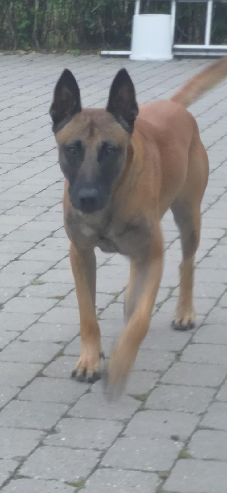 Malinois IGP3 Esh Codi-Fin  billede 2