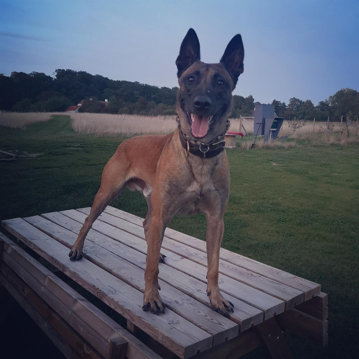 Malinois IGP3 Esh Codi-Fin  billede 4