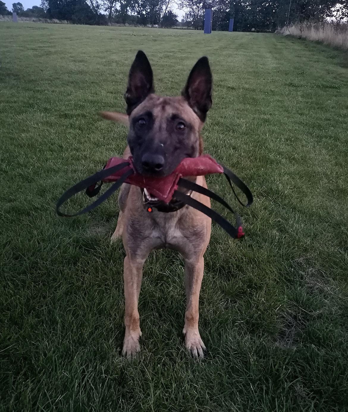 Malinois IGP3 Esh Codi-Fin  billede 5