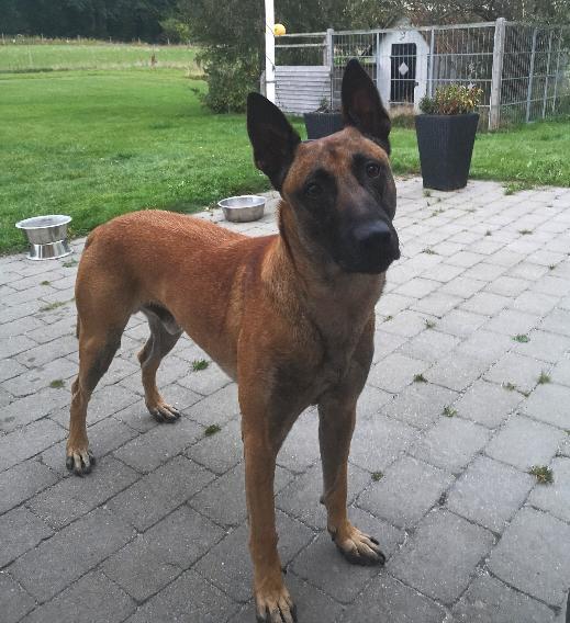 Malinois IGP3 Esh Codi-Fin  billede 6
