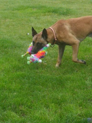 Malinois IGP3 Esh Codi-Fin  billede 7