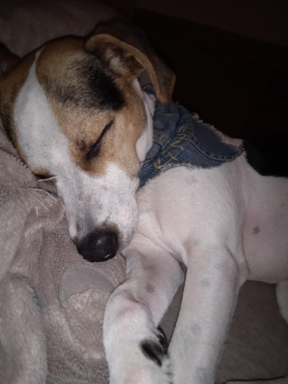 Dansk svensk gaardhund Milo billede 36