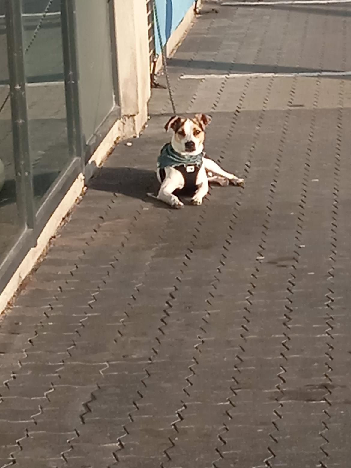 Dansk svensk gaardhund Milo billede 43