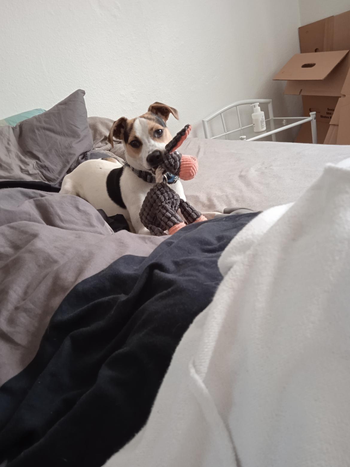 Dansk svensk gaardhund Milo billede 42