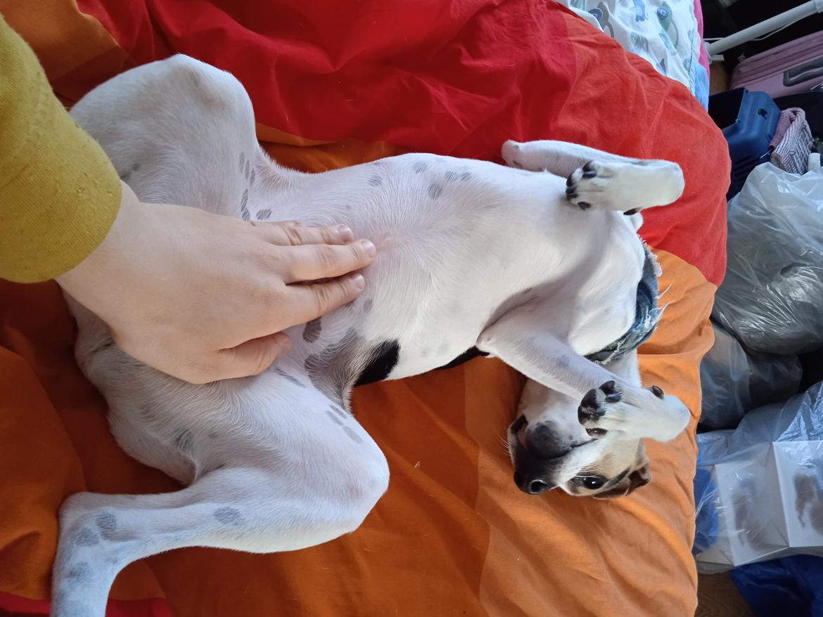 Dansk svensk gaardhund Milo billede 35