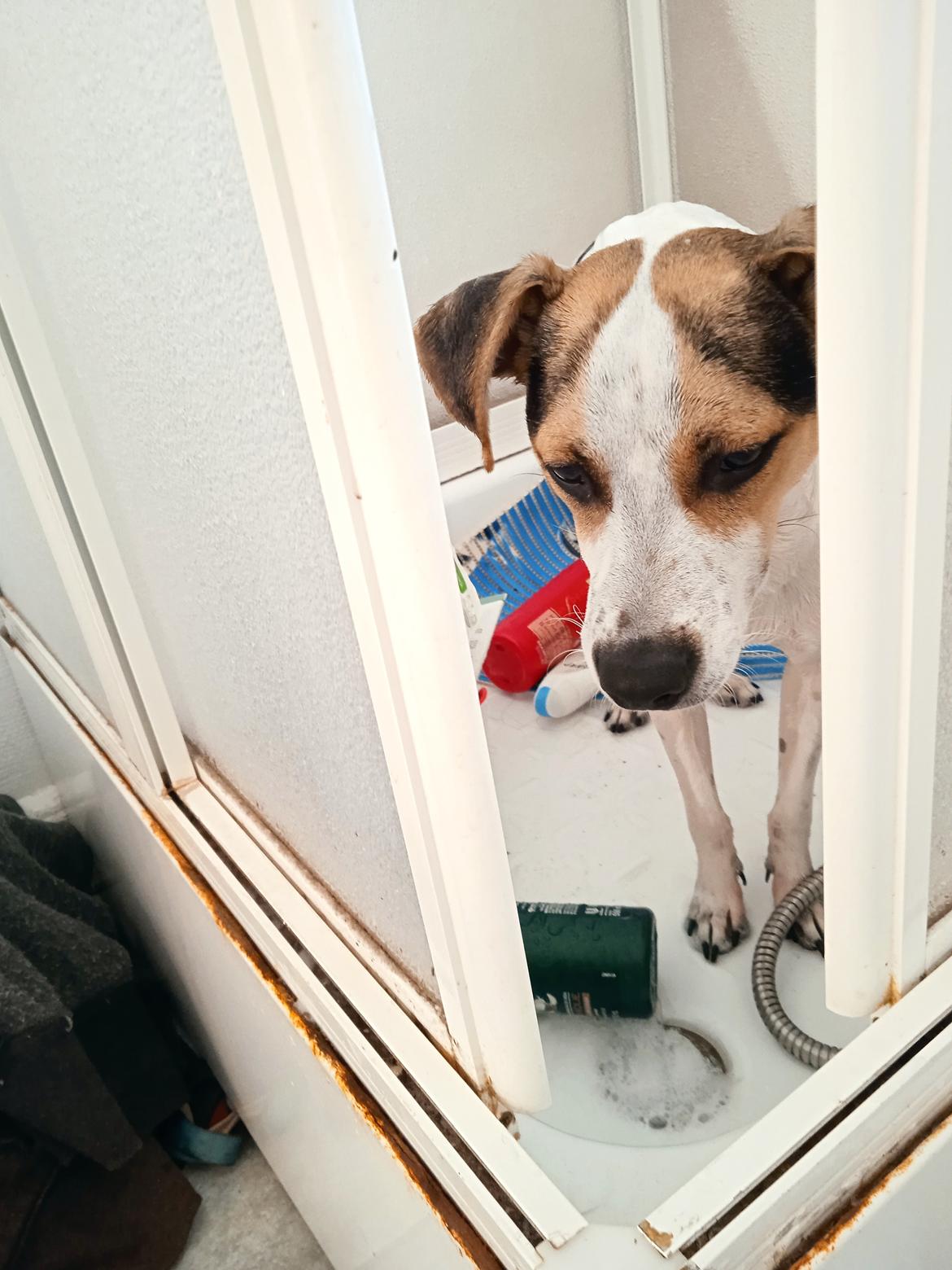 Dansk svensk gaardhund Milo billede 40