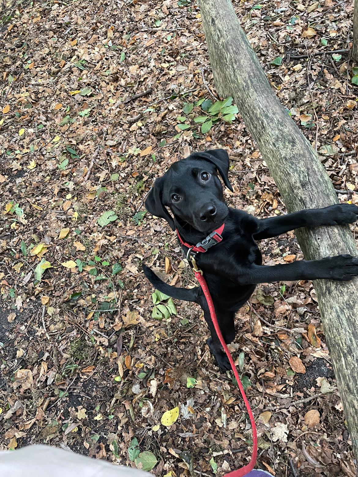 Blanding af racer Sallie billede 26